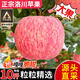 亨迅洛川紅富士蘋果水果陜西延安特產(chǎn)蘋果脆甜多汁整箱新鮮水果生鮮 凈重8.5斤裝丨單果80-85mm 【A+級精品果丨顆顆精選】