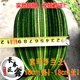 長春精品君子蘭金絲寬葉彩蘭王圓頭短葉和尚覆輪鴛鴦桌面盆栽 寬葉彩蘭王1葉苗 原盆原土 帶盆栽好