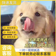 金毛幼犬純種金毛活體健康金毛犬成年大型尋回犬寵物狗金毛幼崽 血統(tǒng)級(jí) 公