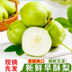 京鮮鯤新鮮山西早酥梨 新鮮水果 酥梨現(xiàn)摘水果脆甜梨子生鮮 3斤活動裝（凈重2.7斤）
