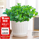 花翁盆栽可食用綠植四季香草植物葉 大盆薄荷（仿木桶盆）源頭直發(fā)