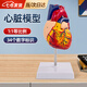 心臟模型教學(xué)手工解剖模型1:1醫(yī)學(xué)模型可拆卸 1:1心臟模型 帶34個(gè)標(biāo)識(shí)款 【PVC材質(zhì) 結(jié)實(shí)耐用】