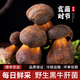 土地母親計劃2025云南見(jiàn)手青野生菌紅蔥白蔥牛肝菌新鮮菌菇野生菌組合 野生黑牛肝菌500g