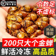 妙普樂知了猴新鮮活體【順豐多地次日達(dá)】2025新貨鮮活冷凍金蟬爬叉蟬蛹 【精選A級(jí)】金蟬200只