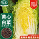 壽禾 黃心大白菜種子苗娃娃菜秋季種蔬菜種籽 金黃白白菜種子10g*3袋