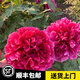 寶御安正宗重瓣牡丹花苗菏澤洛陽(yáng)芍藥花庭院盆栽花卉植物濃香大花帶芽孢 花王A級純種大苗