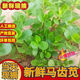 果臻鮮 新鮮馬齒莧 新鮮馬蜂菜長壽菜螞蚱菜 當(dāng)天現(xiàn)摘現(xiàn)發(fā)1-4斤 精選1500g 新鮮現(xiàn)摘