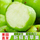 京愿山西青蘋果水果現(xiàn)摘青平果酸甜孕婦整箱新鮮水果 【果農(nóng)推薦】?jī)糁?.5斤60-65mm