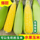魯韻憶鄉(xiāng)水果玉米新鮮糯玉米現(xiàn)摘當季農(nóng)家甜糯嫩苞米棒子帶皮非轉(zhuǎn)基因玉米 水果玉米帶箱5-6斤