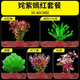 勝畫(huà)魚(yú)缸水草植物直接入缸真水草凈化竹節草蜈蚣草懶人養魚(yú)水草造景 【入缸成景套餐B】適合30-40CM缸