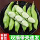 【2025現摘蠶豆】帶殼蠶豆新鮮胡豆豌豆羅漢豆新鮮蔬菜整箱批發(fā) 【帶殼泡沫箱+冰袋】6斤裝