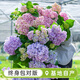海蒂的花園繡球花苗無(wú)盡夏花手鞠繡球陽(yáng)臺庭院花卉盆栽植物源頭直發(fā)包郵 無(wú)盡夏15cm盆（已現貨） 含盆