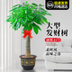 花翁發(fā)財樹(shù)盆栽1.3-1.5m福字盆客廳大型招財樹(shù)綠植物室內喬遷源頭直發(fā)