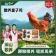楊博士【童子雞】安徽皖南散養(yǎng)土雞小公雞新鮮雞肉1只凈重1.3斤源頭直發(fā) 1只童子雞丨贈雞血