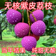 大果無(wú)核紫皮荔枝樹(shù)嫁接荔枝果苗南北方四季種植抗旱耐寒盆栽地栽 無(wú)核紫皮荔枝 3年苗(當年結果)