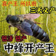 【現(xiàn)貨速發(fā)）四川 中蜂蜂王種王種王高產(chǎn)蜜蜂蜂王活體產(chǎn)卵王蜂蛹 阿壩中蜂開產(chǎn)15天內(nèi)新王【已交尾