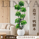 臨雅特級鴨腳木客廳綠植物高級感八方來(lái)財大型盆栽高端大氣上檔鴨掌木 【旗艦款】造型鴨腳木1.6-1.7m+白印象圓盆