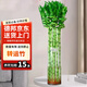植男植女水培綠植富貴竹水養植物 轉運竹桌面植物好養8根帶瓶源頭直發(fā)
