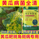 黃瓜病菌清病毒病專用藥病害清防治白粉卷花葉灰霉病全治葉面肥料 12包【黃瓜病全清】