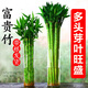 帶根文昌竹龍竹發(fā)財竹富貴竹水養植物客廳室好養內盆栽水培綠植 龍竹-25厘米 4支