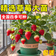 瑰瑋奶油草莓苗盆栽帶盆帶土種籽子可食用紅顏四季結果陽臺種植新苗秧 奶油草莓兩盆（原盆原土發(fā)貨） 不含盆