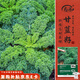 壽禾 羽衣甘藍(lán)種子苗食用綠色蔬菜種籽 濰育綠羅莎羽衣甘藍(lán)種子500粒