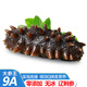 遼刺參即食海參獨(dú)立裝深海底播刺參鮮蒸燉大連海參零添加孕婦滋補(bǔ) 參考SKU值 深海刺參1斤4-6只【參王滋補(bǔ)】