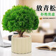 MPPMCK放青松綠植霧松室內(nèi)小盆栽辦公室桌面植物擺件四季好養(yǎng)活凈化空氣 不含盆 （單植物） 【桌擺小盆栽】霧凇(高15-25cm)