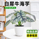 愛(ài)優(yōu)尚白犀牛海芋盆栽桌面植物天鵝絨竹芋花卉綠植四季可吸甲醛源頭直發(fā)