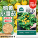 北蔬 黃番茄種子苗矮生盆栽櫻桃珍珠西紅柿菜籽 鵝黃甜小番茄種子70粒