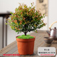 開時果 大棵小葉赤楠老樁桌面盆栽 好養(yǎng)活綠植金絲楠木樹苗四季常青盆景 6年小葉赤楠+原生盆 贈鮮活苔蘚（部分盆-自帶底座）
