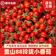 順豐正宗釜山88玲瓏果小番茄爆汁千禧超甜圣女果新鮮水果西紅柿V3 3斤 順豐