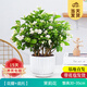 開時(shí)果 茉莉花盆栽濃香型 桌面綠植物陽臺花卉樹苗盆景擺件源頭直發(fā)包郵 精品茉莉花5-10株【花瓣瓷盆】