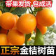四季金桔帶果子盆栽樹可食客大盆橘子室用內(nèi)無籽金桔陽臺水果桔子 七年盆栽【一顆】帶果發(fā)貨+機肥