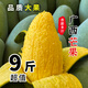 廣西百色桂七芒果新鮮現(xiàn)摘當(dāng)季水果特產(chǎn)整箱香芒精品青皮大芒果 5斤 特大果【單果4-5兩】