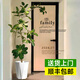 靜黛軒網(wǎng)紅孟加拉榕盆栽客廳綠植室內(nèi)大型黃金榕高山榕樹落地真花旺宅樹 1.6-1.8m高【鉆石樹脂盆】送托盤