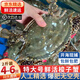 【活蟹發(fā)貨】青島梭子蟹特大號鮮活螃蟹海蟹飛蟹母蟹超大蟹類(lèi)海鮮 順豐鮮活發(fā)-梭子蟹2斤4-6只