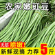 精選2025長豆角新鮮嫩豇豆做泡菜酸豆角當(dāng)季蔬菜無筋農(nóng)家現(xiàn)摘批發(fā) 凈重5斤