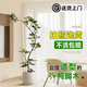 靜黛軒造型鴨腳木客廳大盆栽鴨掌木鵝掌柴室內落地式大型四季常青綠植物 精品造型鴨腳木1.25-1.45米-米白聚寶盆