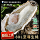 貝司令 鮮活乳山生態(tài)生蠔8XL 凈重9斤 8-11只 生鮮源頭直發(fā) 