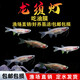 龍須燈魚(yú)活體熱帶魚(yú)清潔魚(yú)草缸工具魚(yú)除油膜魚(yú)魚(yú)缸好幫手包郵好養 1-1.5cm龍須燈5條送1條備損