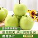 果農(nóng)俠安徽碭山梨 青皮蜜梨酥梨 時(shí)令水果梨子大梨 4.5斤【80%選擇-超劃算】