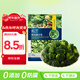 京鮮生  浦之靈陽光西蘭花500g/袋 西藍(lán)花 低脂輕食代餐沙拉 冷凍蔬菜