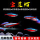 純種巴西寶蓮燈活體熱帶魚觀賞魚群游燈科魚小型魚苗寵物淡水魚 1.8-2.2cm寶蓮燈4條送1條備損