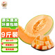 山東西州蜜哈密瓜 新鮮應(yīng)季水果 9斤裝（3-4個(gè)）