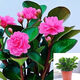 碧玉新品紅邊四季常青室內花卉綠植開(kāi)花植物凈化濃香型盆栽 碧玉【粉色】6-8頭重瓣濃香型 塑料盆栽好 3個(gè)周期開(kāi)花