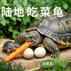 陸地巨型吃菜龜特大草龜素食烏龜活物幼小烏龜寵物龜苗種龜下蛋龜 2只一公一母【情侶組】 精品龜 12-13厘米【四年龜】【會(huì )認主】