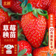 北蔬 草莓苗帶土發(fā)貨盆栽秧苗地栽水果苗 奶油草莓苗3盆源頭直發(fā)包郵