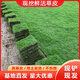 草坪真草帶土矮生馬尼拉草百慕大果嶺草耐寒四季青庭院工程綠化苗 【免修剪】臺(tái)灣草塊一捆0.5平方