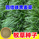蓿蕾黑麥草種籽子四季多年生牧草種子耐寒畜牧養殖草種喂豬牛羊魚(yú)草 1斤裝：進(jìn)口四倍體黑麥草種子（畝用量15斤）